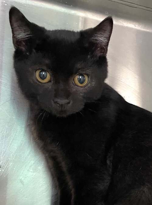 ROY - Domestic Short Hair available for adoption
