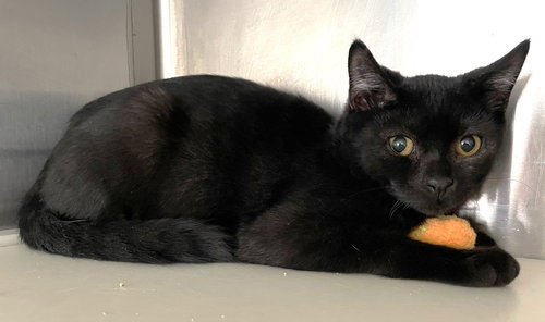 ROY - Domestic Short Hair available for adoption
