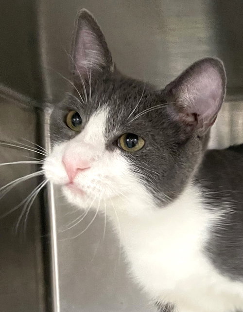 EUGENE - Domestic Short Hair available for adoption