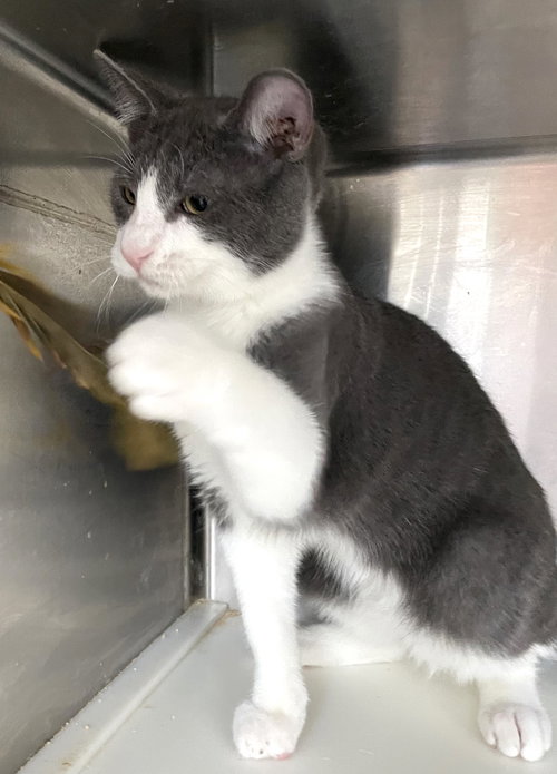 EUGENE - Domestic Short Hair available for adoption