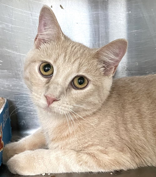 NICKS - Tabby available for adoption