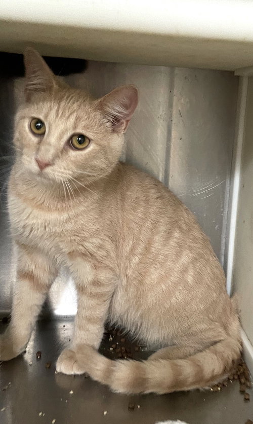 NICKS - Tabby available for adoption