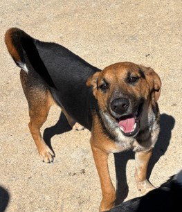 MAVERICK - Hound available for adoption