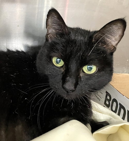 LIDDY - Domestic Short Hair available for adoption
