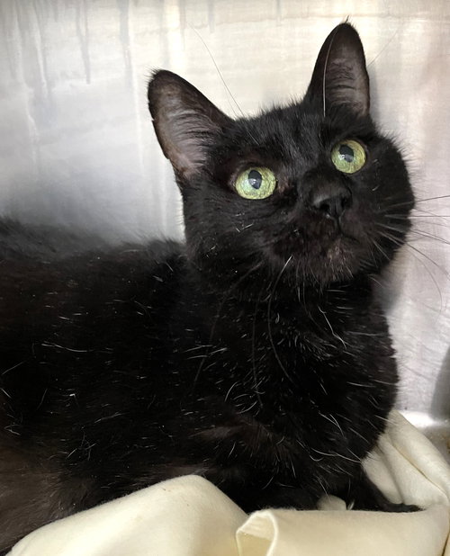 LIDDY - Domestic Short Hair available for adoption