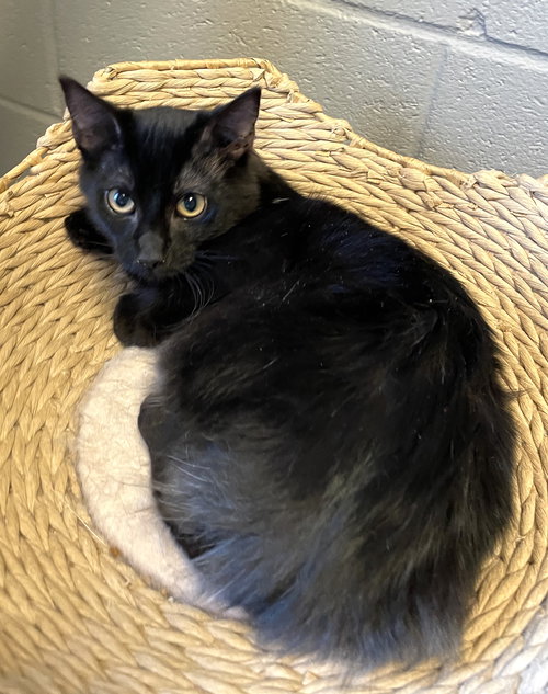 PAN - Domestic Medium Hair available for adoption