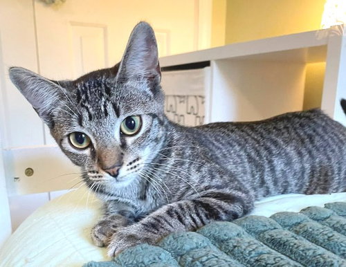 KIMMIE - Tabby available for adoption