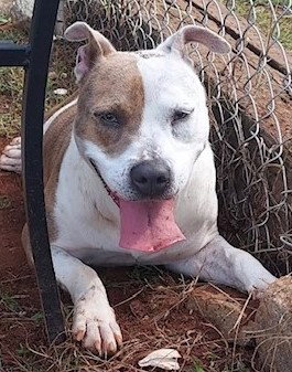 AURA - Pit Bull Terrier available for adoption
