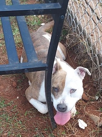 AURA - Pit Bull Terrier available for adoption