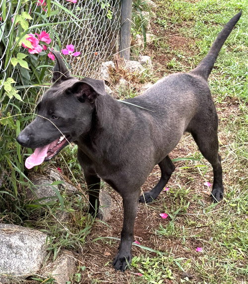 ELOISE - Pit Bull Terrier available for adoption