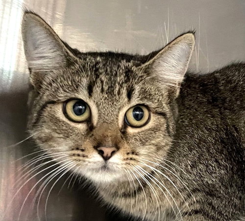 TRINITY - Tabby available for adoption