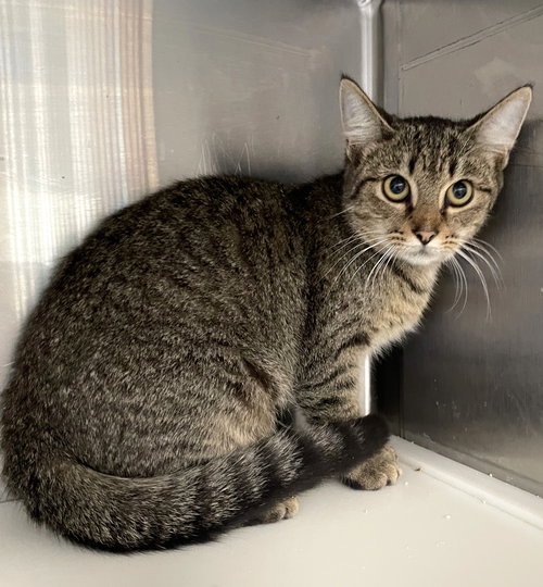 TRINITY - Tabby available for adoption