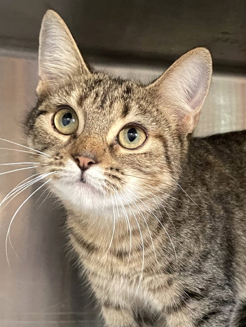 TRIXIE - Tabby / Calico available for adoption