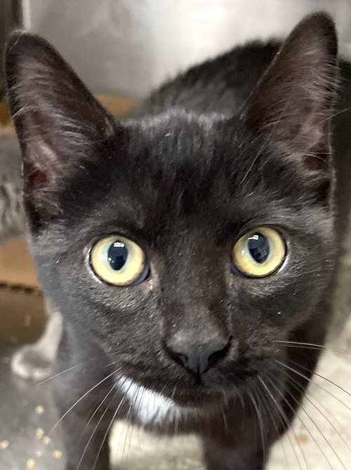 ELEVEN - Domestic Short Hair available for adoption