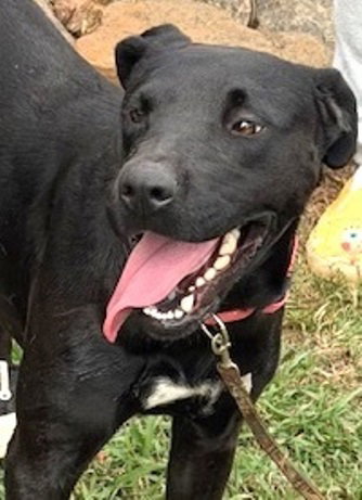 MILLIE - Black Labrador Retriever available for adoption