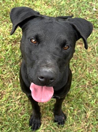 MILLIE - Black Labrador Retriever available for adoption