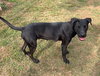 Millie - Photo 4