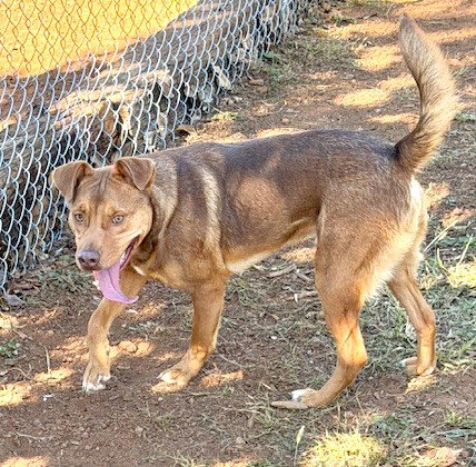HOUSTON - Hound available for adoption