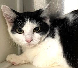 MARY - Domestic Short Hair available for adoption
