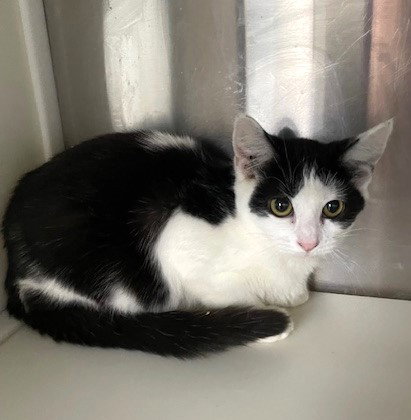 MARY - Domestic Short Hair available for adoption