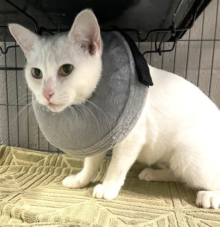 VALENTINA - Domestic Short Hair available for adoption