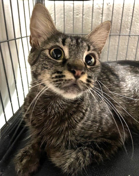 CARRIGAN - Tabby available for adoption