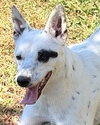 Bindi - Photo 1