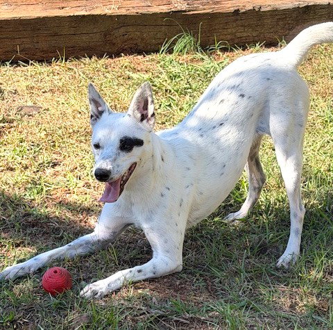 Bindi