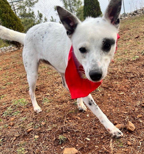 BINDI - Australian Cattle Dog/Blue Heeler available for adoption