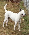 Bindi - Photo 3