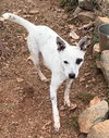 Bindi - Photo 4