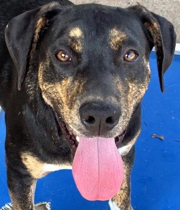 COLT - Hound available for adoption