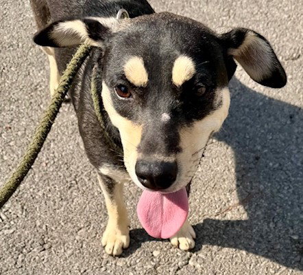 CASTA - Hound available for adoption