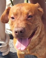 OTTO - Basset Hound / Labrador Retriever available for adoption