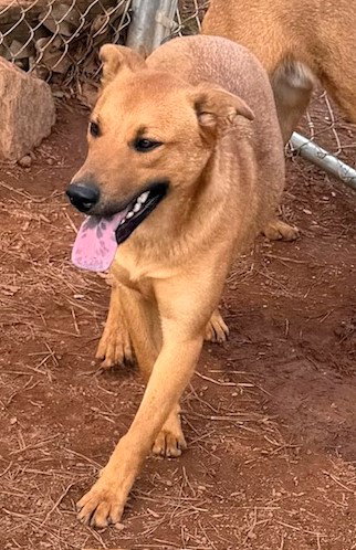 SUMMER - Australian Cattle Dog/Blue Heeler available for adoption