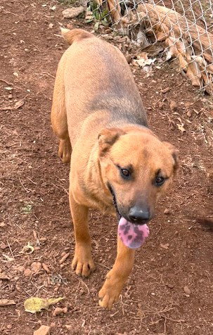 BEAR - Australian Cattle Dog/Blue Heeler available for adoption