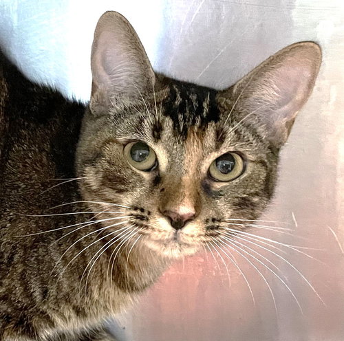 KATERINA - Tabby / Calico available for adoption