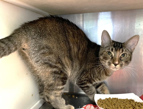 KATERINA - Tabby / Calico available for adoption