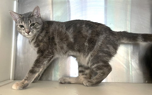 SONJA - Tabby / Dilute Calico available for adoption