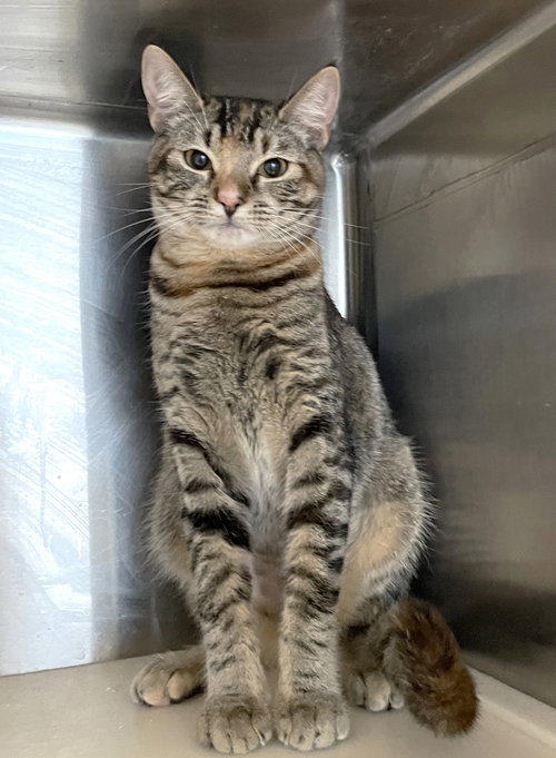 KRISTI - Tabby / Calico available for adoption