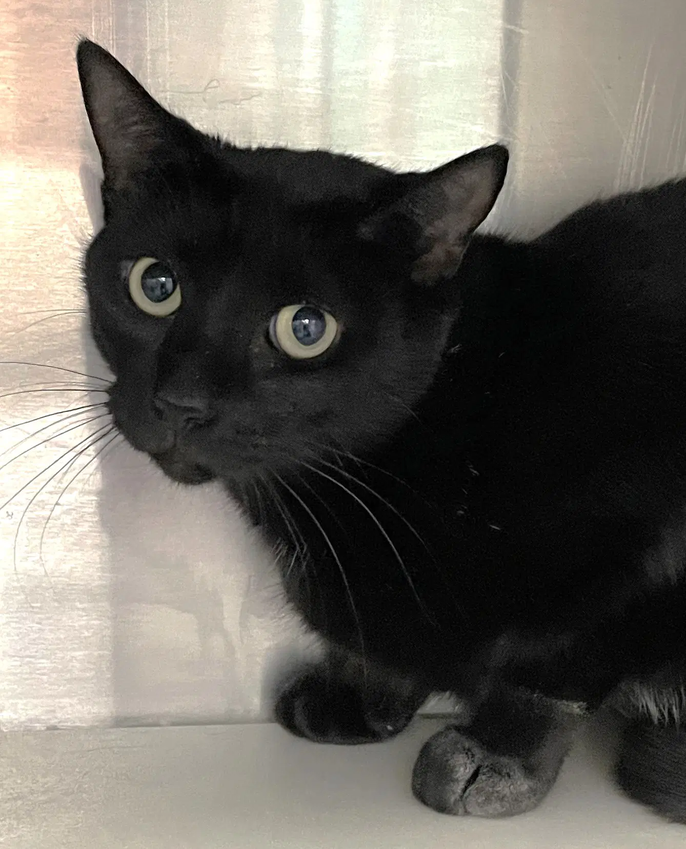 Annie - Domestic Short Hair