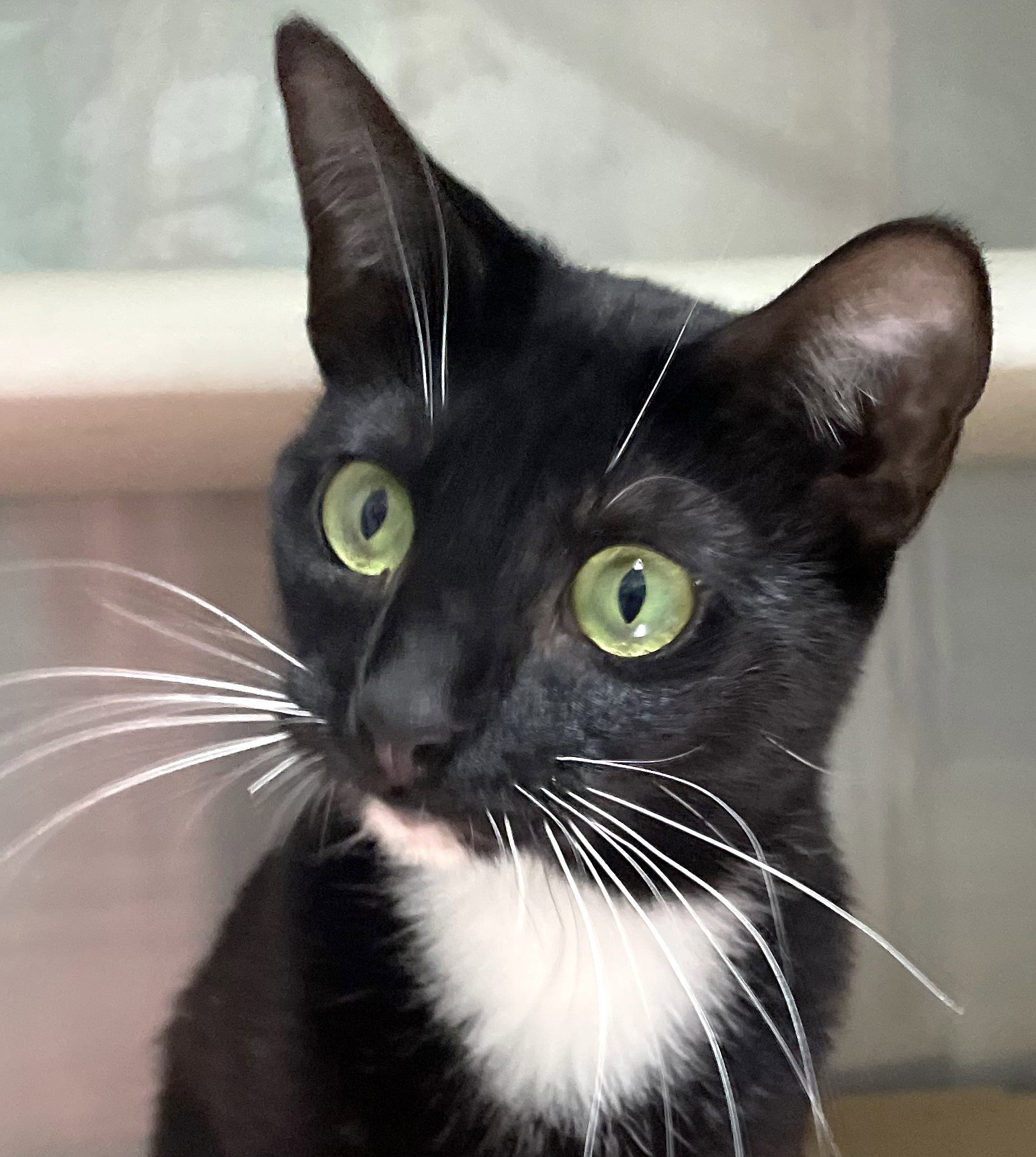 Nina Image
