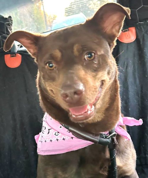 CINDER - Shepherd available for adoption