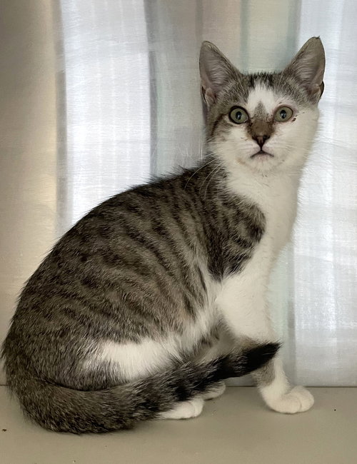 DAHMER - Domestic Short Hair available for adoption