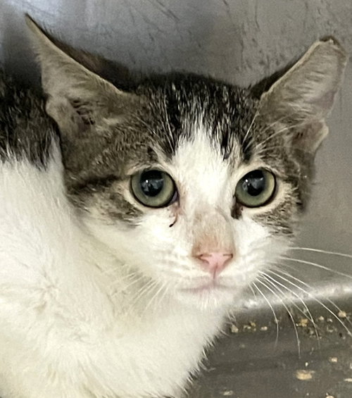 GACY - Tabby / Domestic Short Hair available for adoption