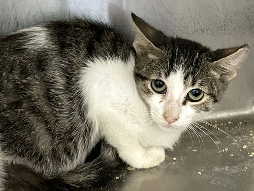 GACY - Tabby / Domestic Short Hair available for adoption