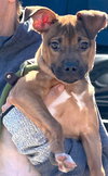 Vixie - Photo 1