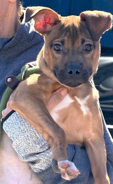 VIXIE - Boxer available for adoption