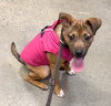 Vixie - Photo 2