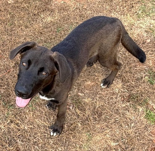 JOHN SMITH - Belgian Shepherd Malinois available for adoption